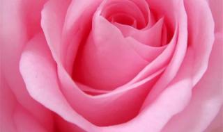 粉红色玫瑰的含义 粉色玫瑰的花语